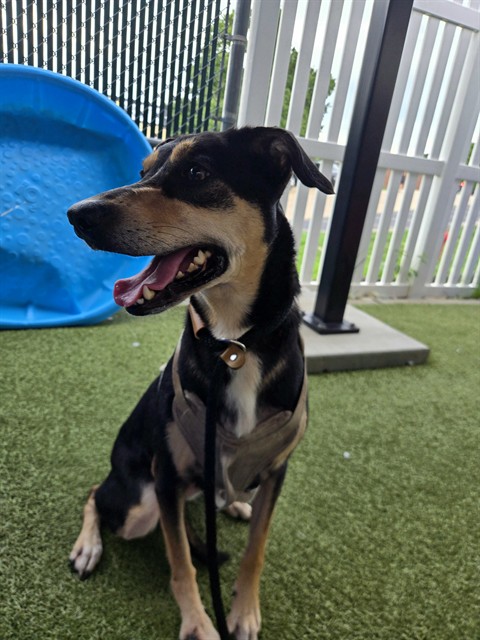 Shelter Stray Female Dog last seen ENDICOTT AVE/HUME AVE, 63114, 10521 Baur Blvd, Olivette, MO 63132, USA