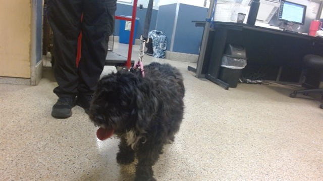 Shelter Stray Female Dog last seen LAS, 3599 NW 79th Ave, Doral, FL 33122, USA