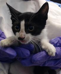 Shelter Stray Female Cat last seen Near BLOCK NW 57 CT, 3599 NW 79th Ave, Doral, FL 33122, USA
