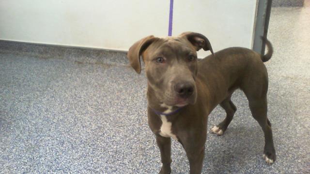 Shelter Stray Male Dog last seen CHARLOTTE, 8315 Byrum Dr, Charlotte, NC 28217, USA