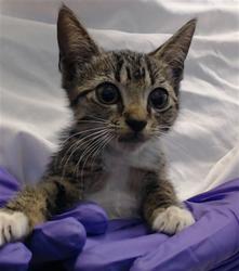 Shelter Stray Female Cat last seen Near BLOCK NW 57 CT, 3599 NW 79th Ave, Doral, FL 33122, USA