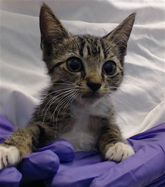 Shelter Stray Female Cat last seen Near BLOCK NW 57 CT, 3599 NW 79th Ave, Doral, FL 33122, USA