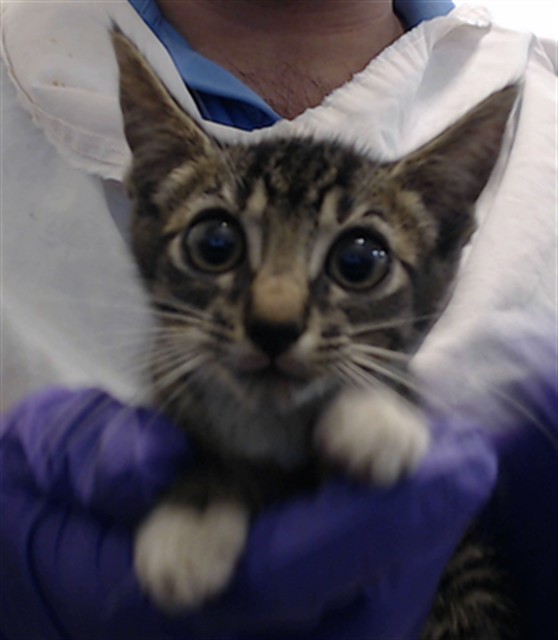 Shelter Stray Male Cat last seen Near BLOCK NW 57 CT, 3599 NW 79th Ave, Doral, FL 33122, USA