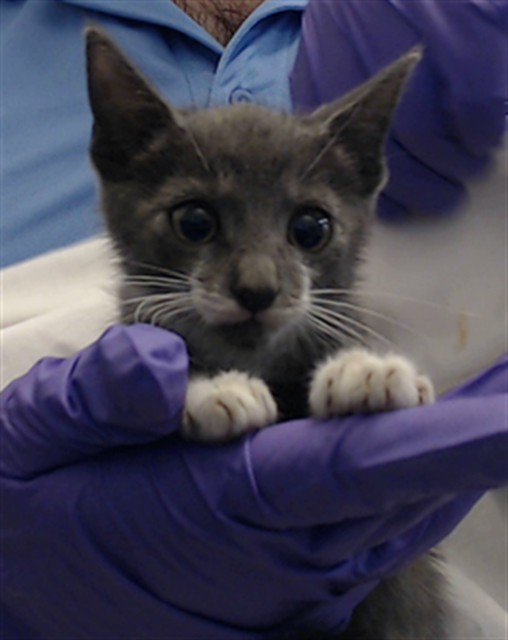 Shelter Stray Male Cat last seen Near BLOCK NW 57 CT, 3599 NW 79th Ave, Doral, FL 33122, USA