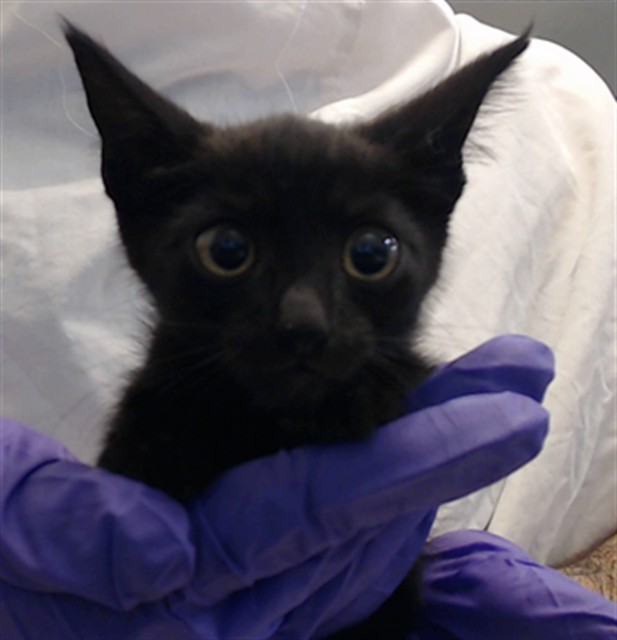 Shelter Stray Male Cat last seen Near BLOCK NW 57 CT, 3599 NW 79th Ave, Doral, FL 33122, USA
