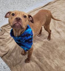 Shelter Stray Male Dog last seen Near BLOCK ASHTON AVE, DETROIT MI 48228, 7401 Chrysler Dr, Detroit, MI 48211, USA