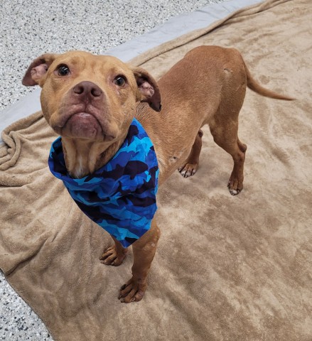 Shelter Stray Male Dog last seen Near BLOCK ASHTON AVE, DETROIT MI 48228, 7401 Chrysler Dr, Detroit, MI 48211, USA