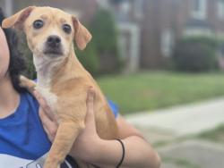 Shelter Stray Female Dog last seen Near BLOCK CEDARGROVE ST, DETROIT, MI 48205, 7401 Chrysler Dr, Detroit, MI 48211, USA