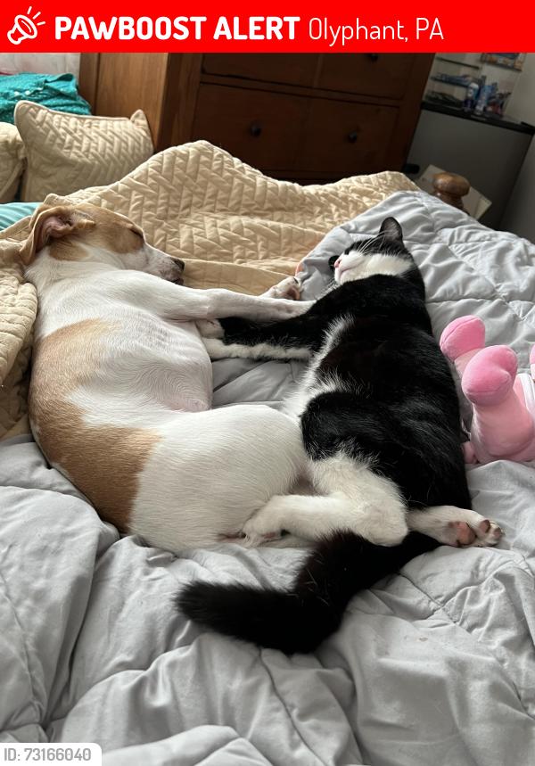 Lost Male Cat last seen Near Dolph Street Olyphant PA, Olyphant, PA 18447