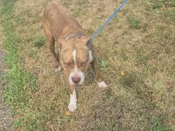 Shelter Stray Male Dog last seen Near BLOCK UNIVERSITY PL, DETROIT, MI 48224, 7401 Chrysler Dr, Detroit, MI 48211, USA