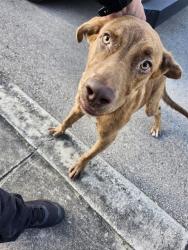 Shelter Stray Male Dog last seen Near BLOCK H ST, 4710 TX-151, San Antonio, TX 78227, USA