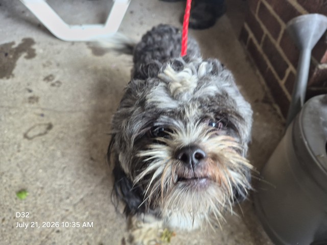 Shelter Stray Male Dog last seen Near BLOCK LESLIE ST, DETROIT, MI 48238, 7401 Chrysler Dr, Detroit, MI 48211, USA