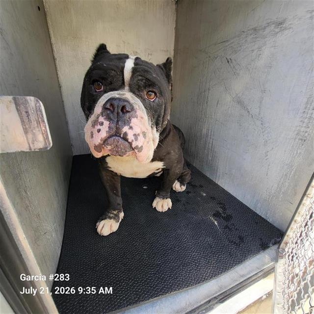 Shelter Stray Male Dog last seen Near BLOCK ANTON, 4710 TX-151, San Antonio, TX 78227, USA