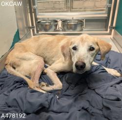 Shelter Stray Female Dog last seen , 2811 SE 29th St, Oklahoma City, OK 73129, USA