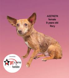 Shelter Stray Female Dog last seen , 3201 Lacy St, Los Angeles, CA 90031, USA