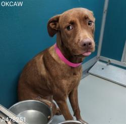Shelter Stray Female Dog last seen FOUND ON S ROCKWELL BTWN SW 74 AND SW 89, 2811 SE 29th St, Oklahoma City, OK 73129, USA
