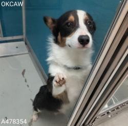 Shelter Stray Male Dog last seen Near BLOCK NW 25TH ST, OKLAHOMA CITY OK 73107, 2811 SE 29th St, Oklahoma City, OK 73129, USA