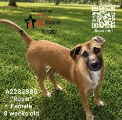 Shelter Stray Female Dog last seen , 3201 Lacy St, Los Angeles, CA 90031, USA
