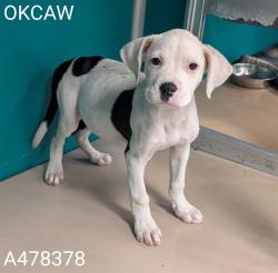 Shelter Stray Female Dog last seen 10TH ST OFF RAMP OFF OF NB I-44, 2811 SE 29th St, Oklahoma City, OK 73129, USA