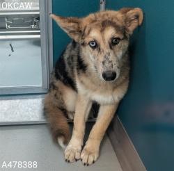 Shelter Stray Female Dog last seen Near BLOCK SE 29TH ST, 2811 SE 29th St, Oklahoma City, OK 73129, USA