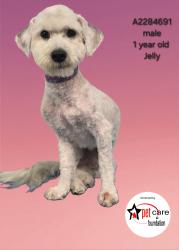 Shelter Stray Male Dog last seen , 3201 Lacy St, Los Angeles, CA 90031, USA