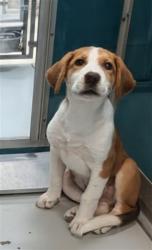 Shelter Stray Male Dog last seen SW 89TH AND PENN, 2811 SE 29th St, Oklahoma City, OK 73129, USA