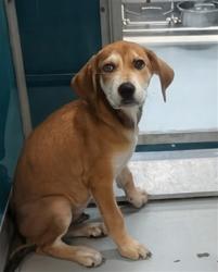 Shelter Stray Unknown Dog last seen SW 89TH AND PENN, 2811 SE 29th St, Oklahoma City, OK 73129, USA