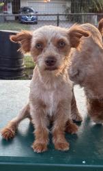 Lost Male Dog last seen Olive garden, Duncanville, TX 75116