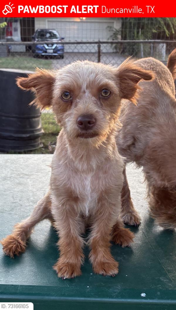 Lost Male Dog last seen Olive garden, Duncanville, TX 75116