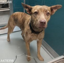 Shelter Stray Female Dog last seen Near BLOCK SW 45TH JUMPED IN THE CAR, 2811 SE 29th St, Oklahoma City, OK 73129, USA
