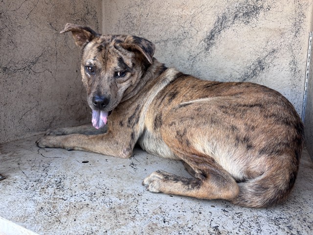 Shelter Stray Unknown Dog last seen Near BLOCK SW 29TH PL, 2811 SE 29th St, Oklahoma City, OK 73129, USA
