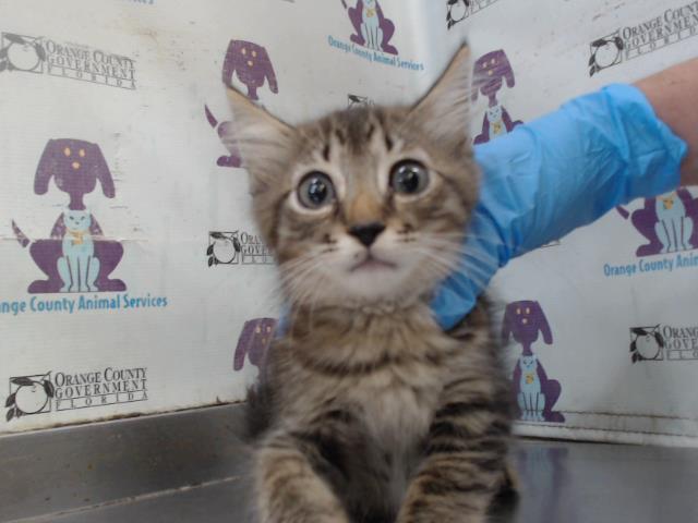 Shelter Stray Male Cat last seen , 2769 Conroy Rd, Orlando, FL 32839, USA