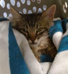 Shelter Stray Unknown Cat last seen FOUND ON NW EXPY WEST OF COUNCIL, 2811 SE 29th St, Oklahoma City, OK 73129, USA