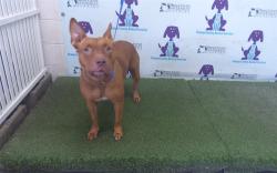 Shelter Stray Female Dog last seen , 2769 Conroy Rd, Orlando, FL 32839, USA