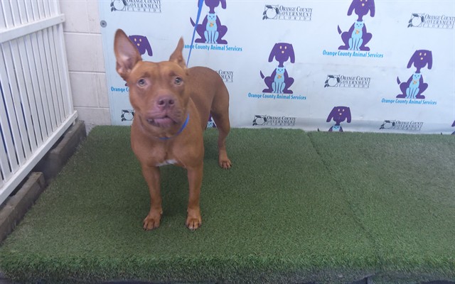 Shelter Stray Female Dog last seen , 2769 Conroy Rd, Orlando, FL 32839, USA