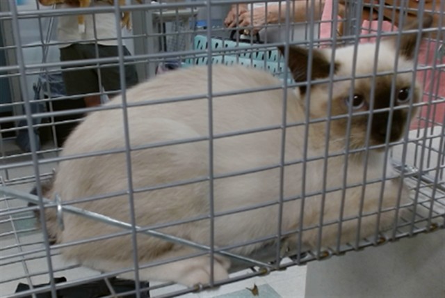 Shelter Stray Unknown Cat last seen , 2811 SE 29th St, Oklahoma City, OK 73129, USA