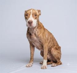 Shelter Stray Male Dog last seen FITZGERALD ST, 2020 Forest St, Jacksonville, FL 32204, USA