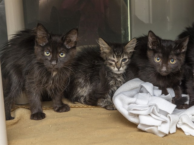 Shelter Stray Female Cat last seen E SOUTHERN AVE AND S HIGLEY RD, 5501 E Van Buren St, Phoenix, AZ 85008, USA