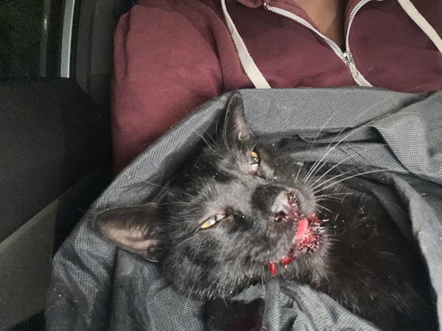 Shelter Removed Unknown Cat last seen Near BLK DAWSON AVE, 7700 E Spring St, Long Beach, CA 90815, USA