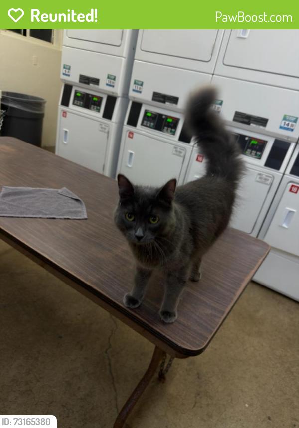 Reunited Unknown Cat last seen Arballo dr and Font Blvd, San Francisco, CA 94132