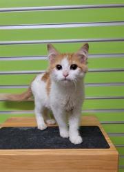 Shelter Stray Female Cat last seen ST PETERS, 4850 Mid Rivers Mall Dr, St Peters, MO 63376, USA