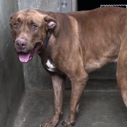 Shelter Stray Male Dog last seen , 1850 W 60th St, Los Angeles, CA 90047, USA