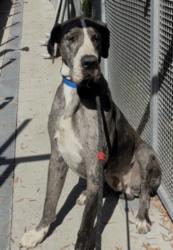 Shelter Stray Male Dog last seen , 1850 W 60th St, Los Angeles, CA 90047, USA