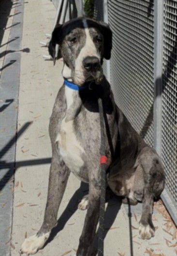 Shelter Stray Male Dog last seen , 1850 W 60th St, Los Angeles, CA 90047, USA