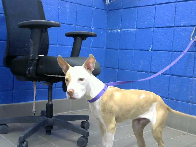 Shelter Stray Male Dog last seen OSUNA AND VISTA DEL NORTE, 8920 Lomas Blvd NE, Albuquerque, NM 87112, USA