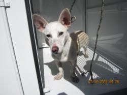 Shelter Stray Male Dog last seen , 1850 W 60th St, Los Angeles, CA 90047, USA