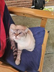 Lost Male Cat last seen Ridge and Hudson, Irondequoit, NY 14617