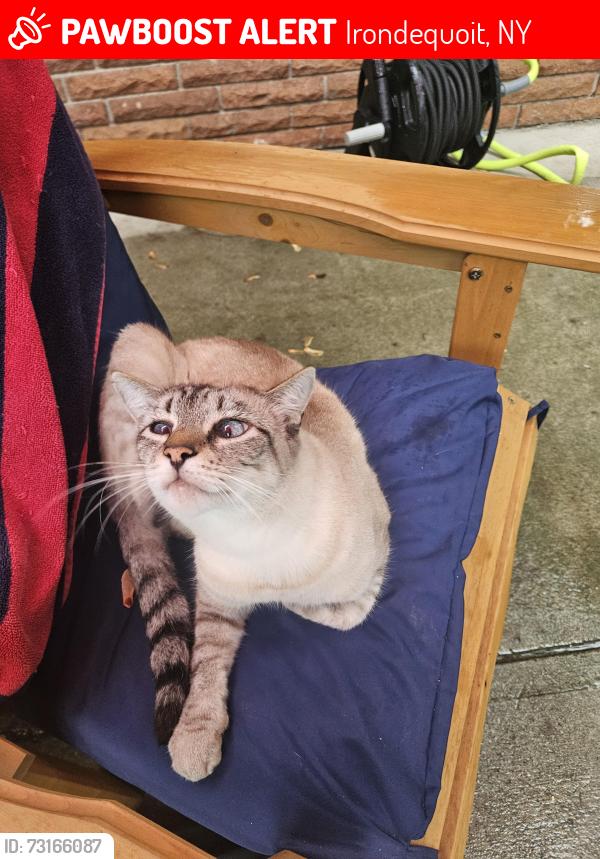 Lost Male Cat last seen Ridge and Hudson, Irondequoit, NY 14617