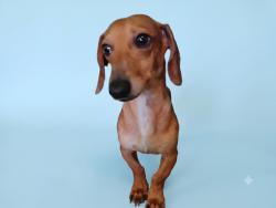 Shelter Stray Male Dog last seen , 1850 W 60th St, Los Angeles, CA 90047, USA