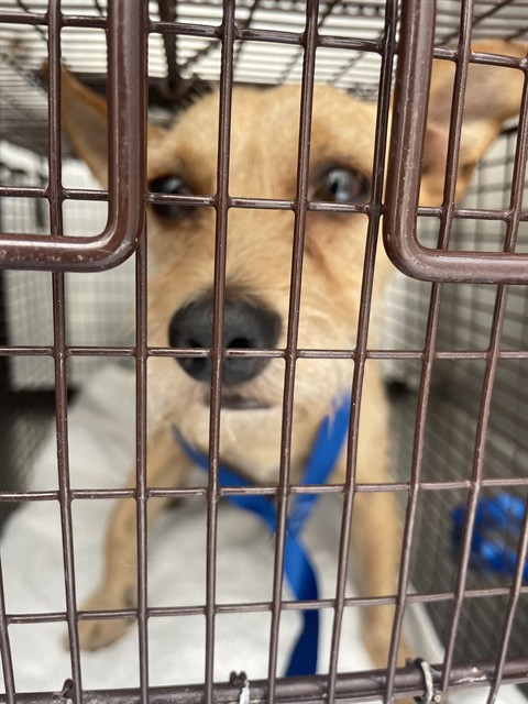 Shelter Stray Male Dog last seen , 4000 N Silverbell Rd, Tucson, AZ 85745, USA